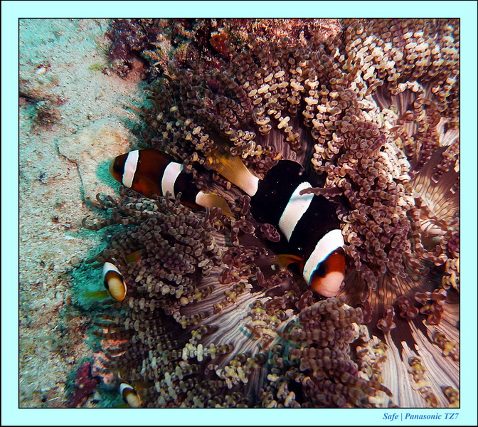 2011 - 08 - Borneo - Mantabuan 20